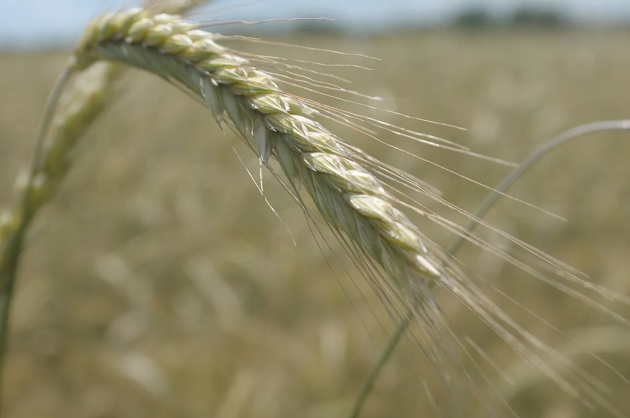 В 2020-м белорусы произвели сельхозпродукции почти на 5 процентов больше, чем в 2019-м